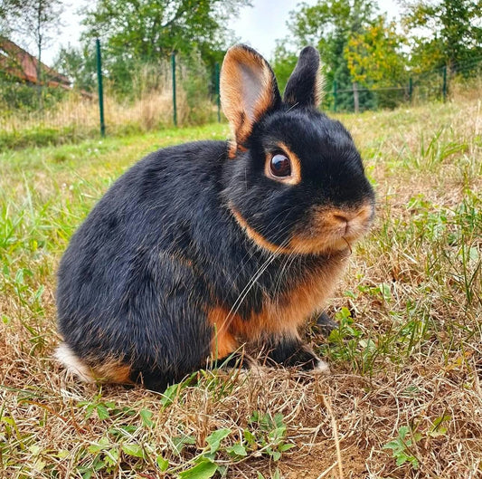 commande personnalisée — création sur mesure "doudou Lapin" (Copie) (Copie)